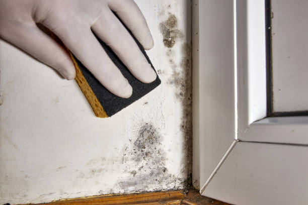 Best Attic Mold Removal  in Roanoke Rapids, NC